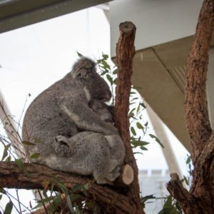 WILD LIFE SYDNEY ZOO