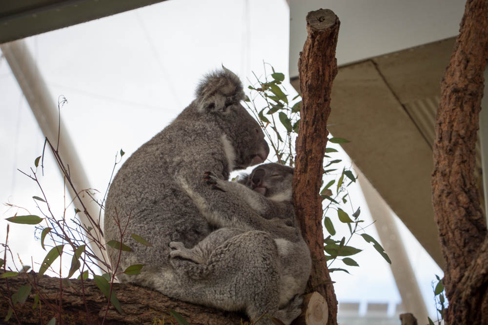 Wild life Sydney Zoo