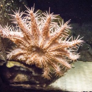 SEA LIFE SYDNEY AQUARIUM