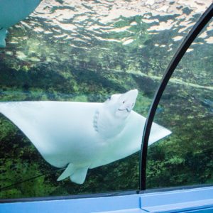 SEA LIFE SYDNEY AQUARIUM