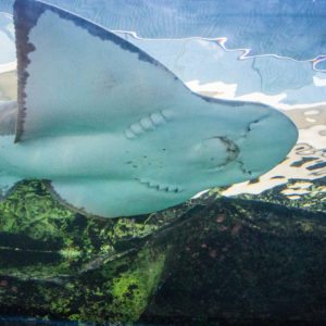 SEA LIFE SYDNEY AQUARIUM