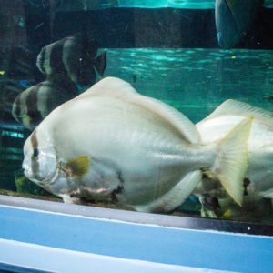 SEA LIFE SYDNEY AQUARIUM