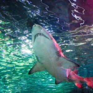 SEA LIFE SYDNEY AQUARIUM