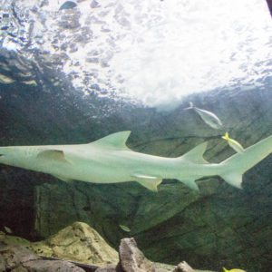 SEA LIFE SYDNEY AQUARIUM