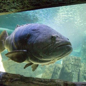 SEA LIFE SYDNEY AQUARIUM