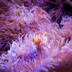 SEA LIFE SYDNEY AQUARIUM