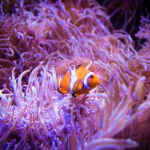 SEA LIFE SYDNEY AQUARIUM