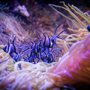 SEA LIFE SYDNEY AQUARIUM