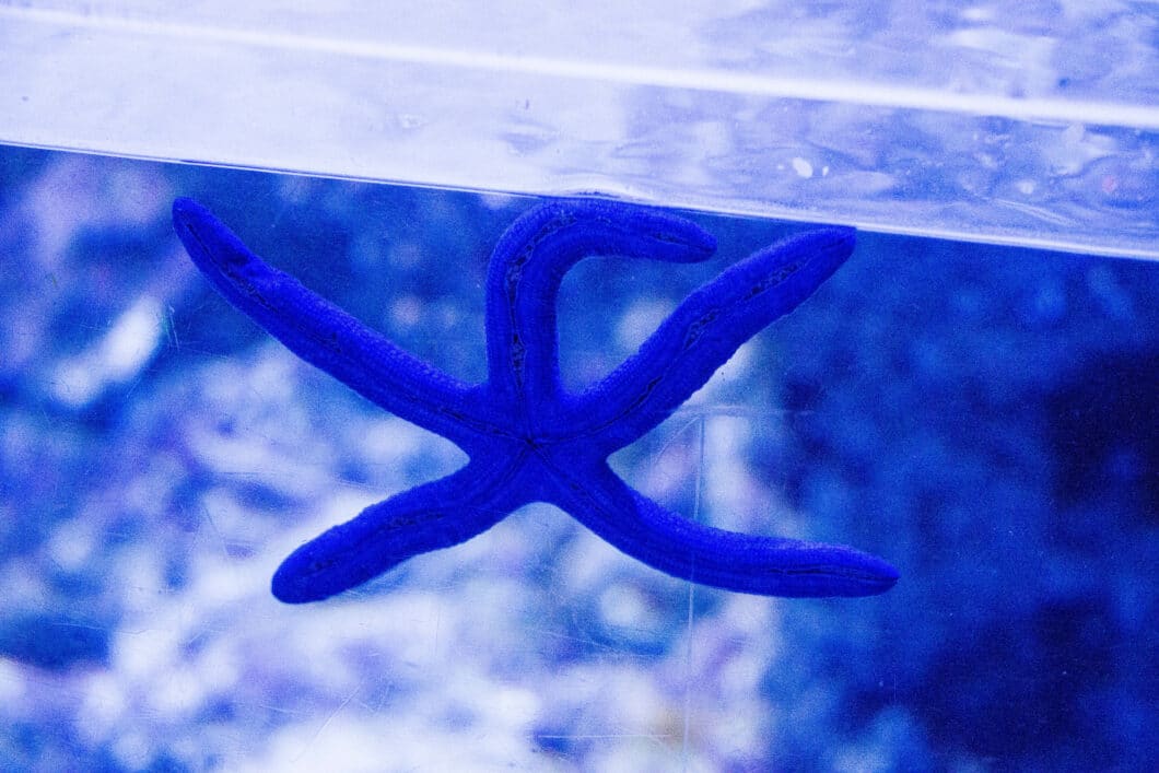 blue star fish