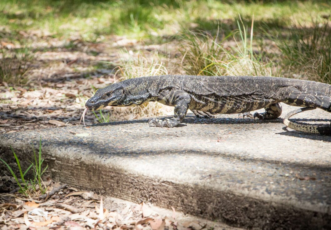 Bushwalks Outside of Sydney - Ku-ring-gai Chase National Park & The Blue Mountains