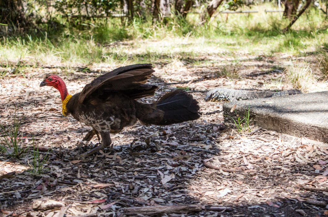 Bushwalks Outside of Sydney - Ku-ring-gai Chase National Park & The Blue Mountains