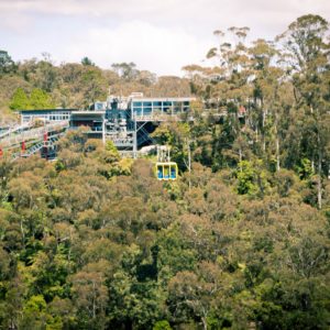 scenic world