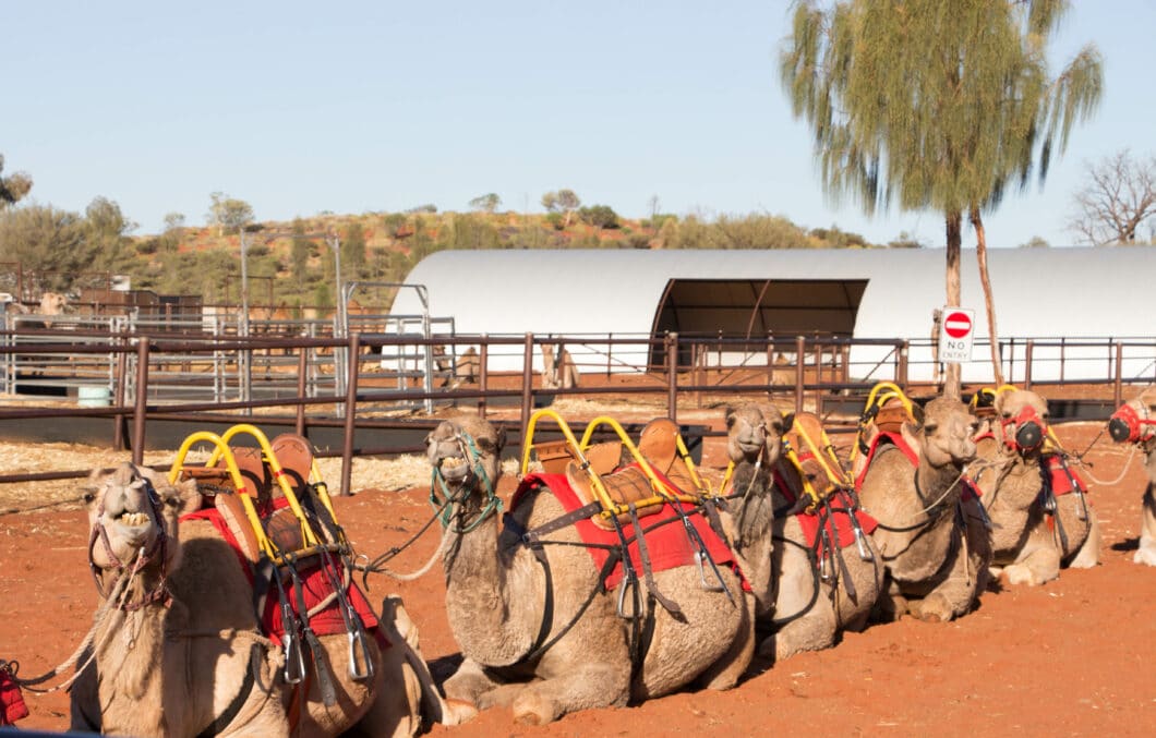 uluru camel ride