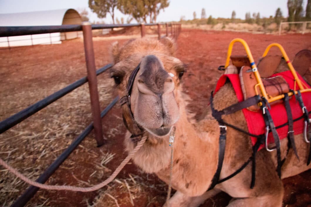 camel rides uluru