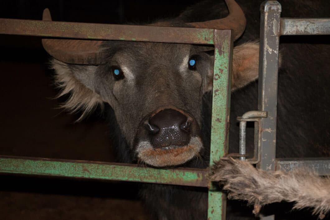 water buffalo