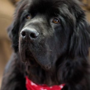 newfoundland dog