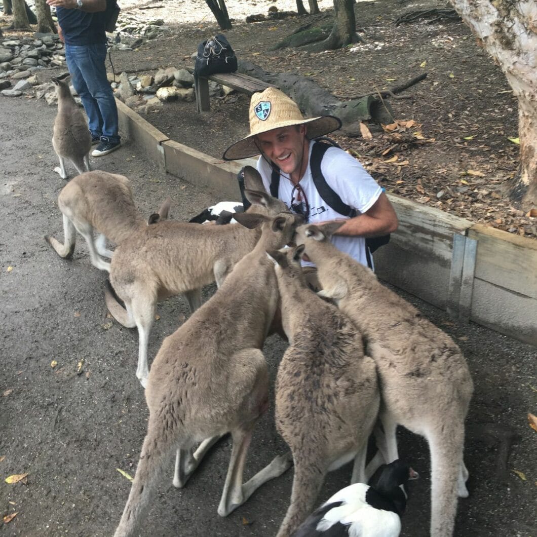 kangaroos