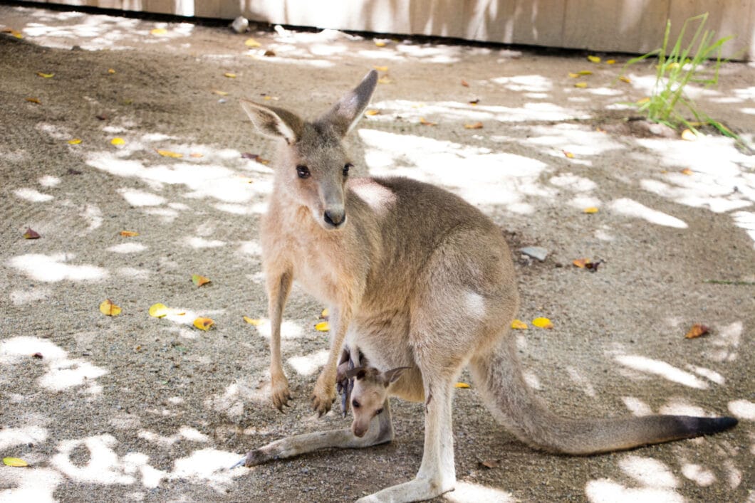 kangaroo