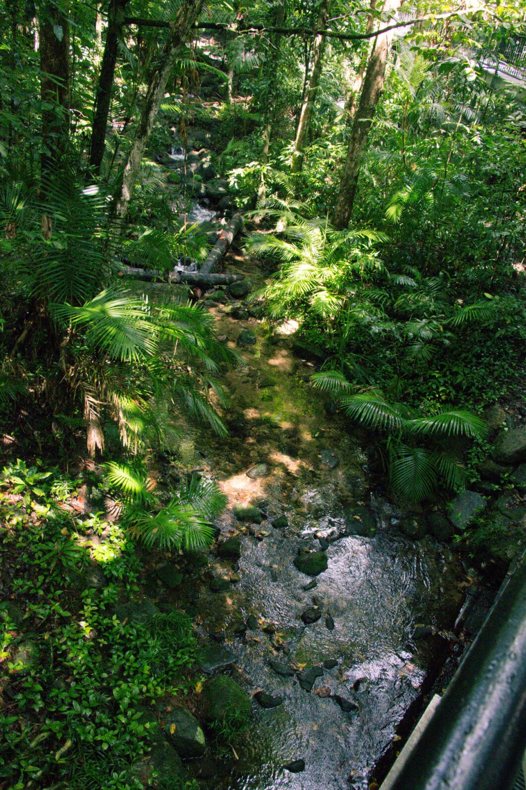 daintree rainforest