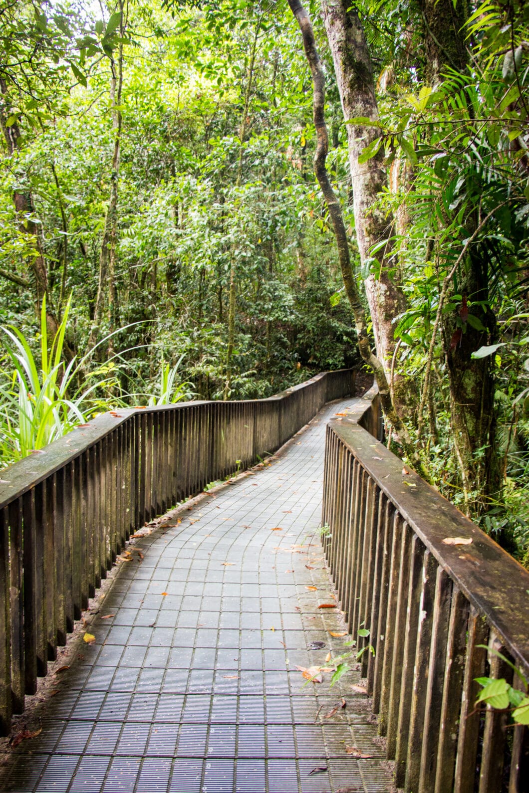 Daintree Rainforest