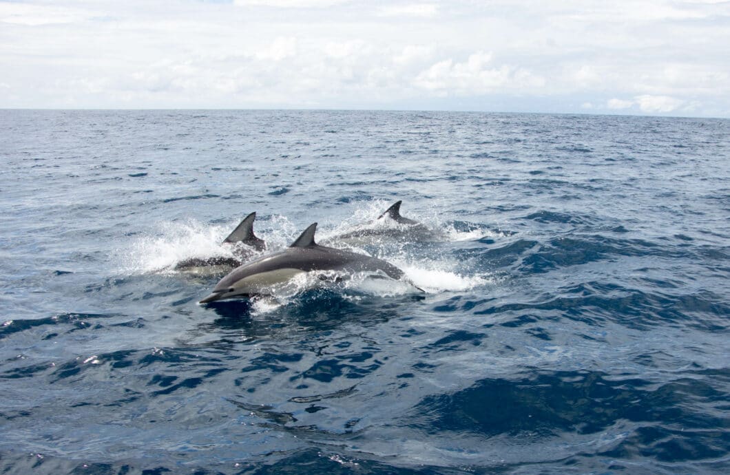 dolphins