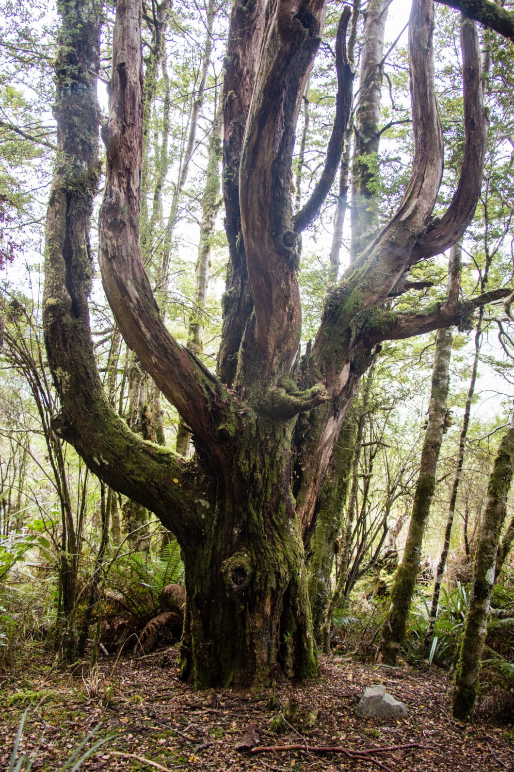 Fiordland National Park