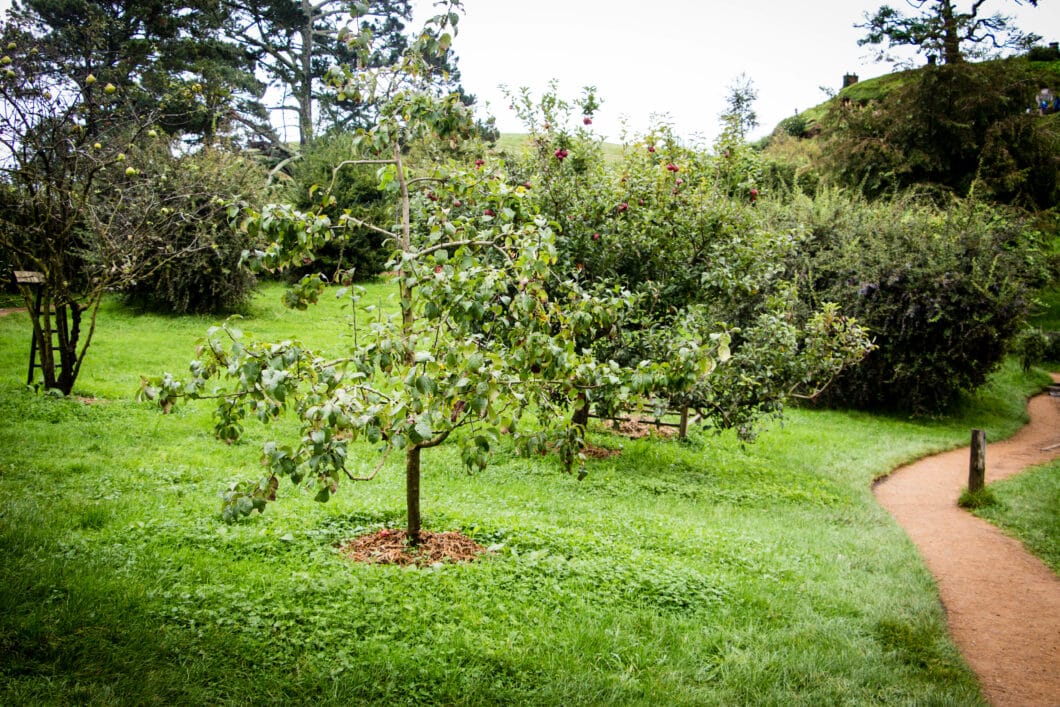 plum tree in Lord of the Rings