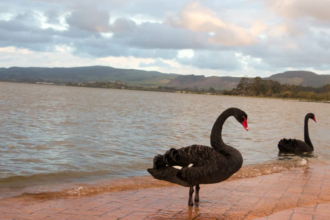 black swans