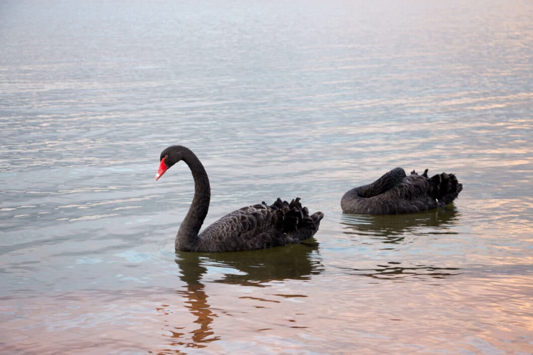 black swans