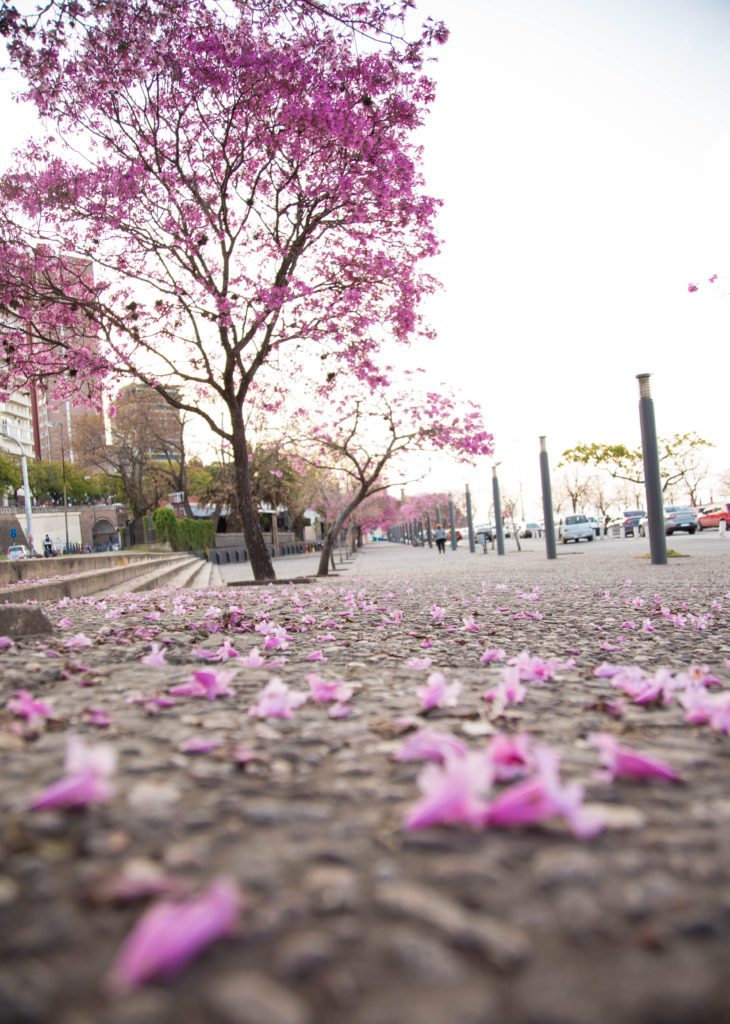 Rosario, Argentina in Spring