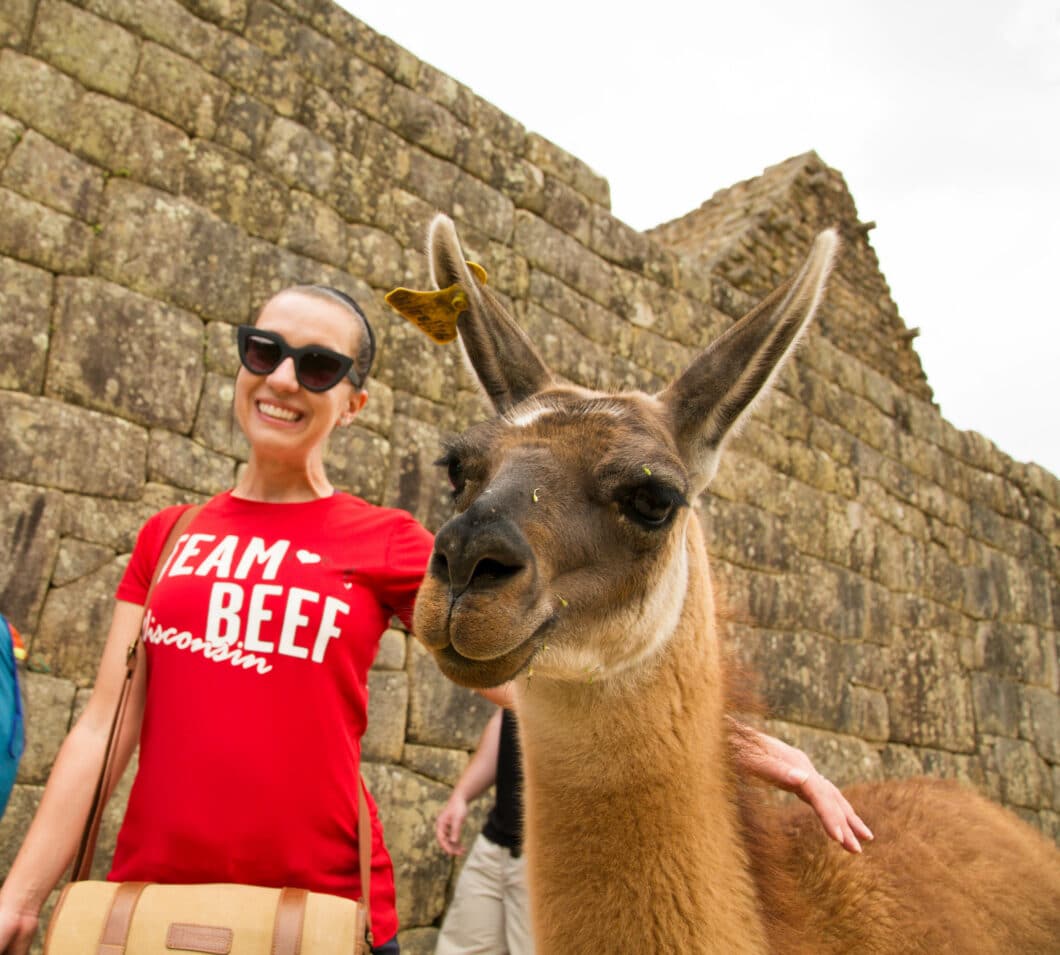 llamas at Machu Picchu