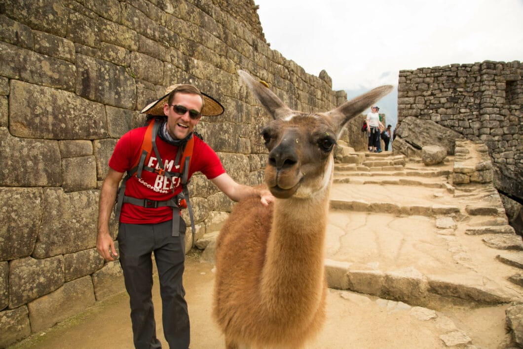 llamas at Machu Picchu