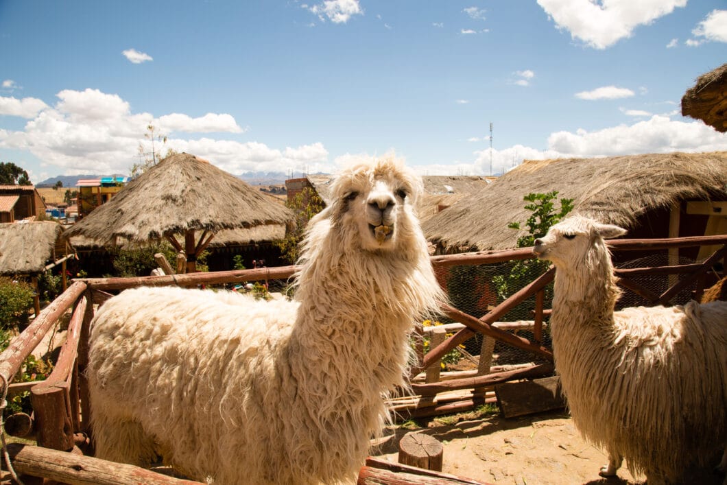 The alpacas!