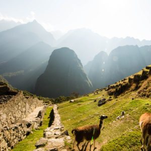 llamas machu picchu