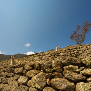 llamas machu picchu