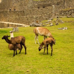 llamas machu picchu