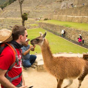 llamas machu picchu