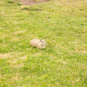 A wild guinea pig at our hotel.