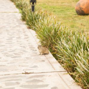 A wild guinea pig at our hotel.