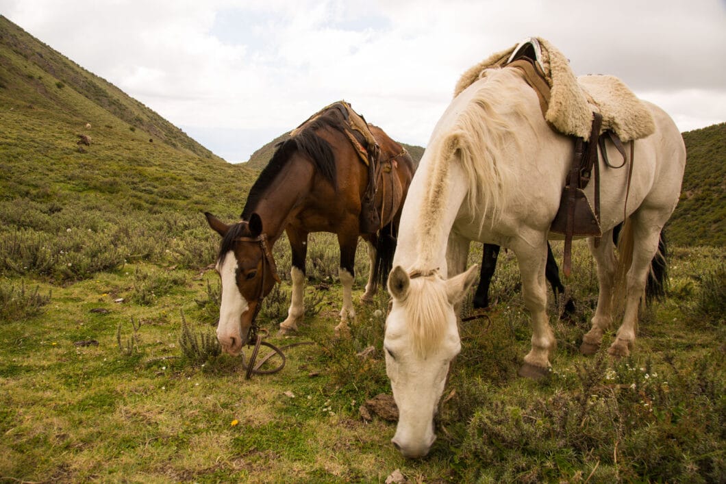 Horseback riding through the Andes