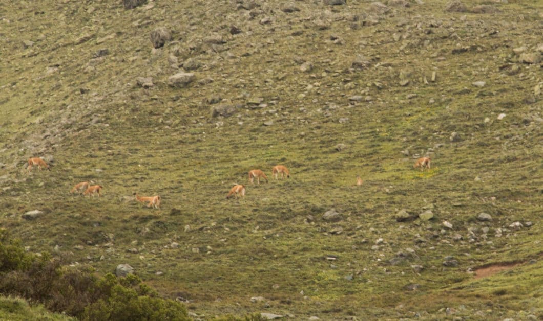 Guanaco