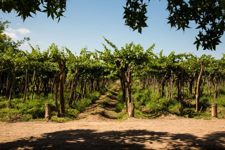 Mendoza, Argentina vineyard