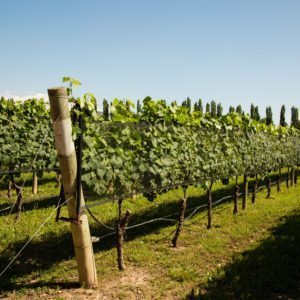 Kaiken vineyard