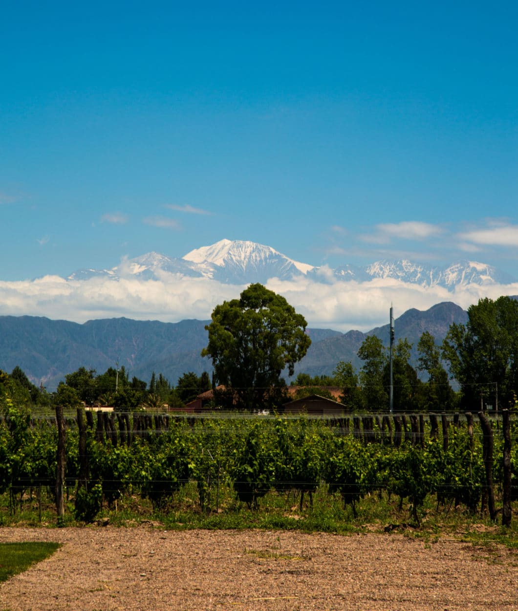 Mendoza, Argentina vineyard