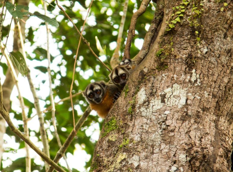 monkeys amazon rainforest