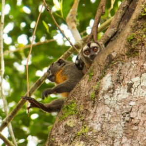 monkeys amazon rainforest