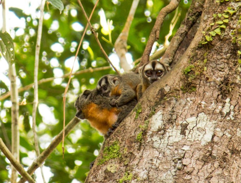 monkeys amazon rainforest