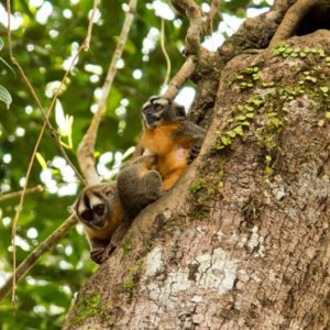 monkeys amazon rainforest