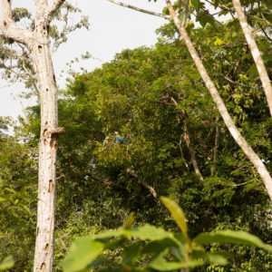 macaws in the amazon rainforest