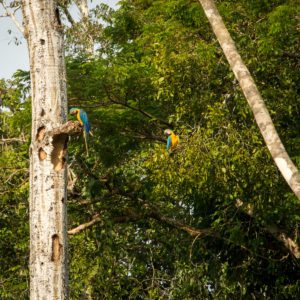 macaws in the amazon rainforest